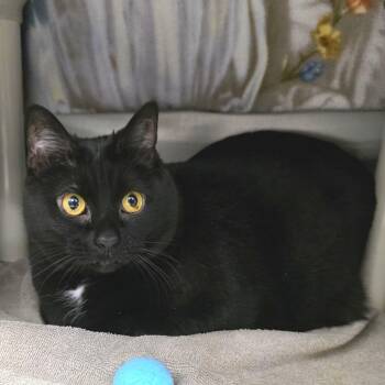 Domestic Short Hair Cats Available for Adoption - Sassy | PetCurious