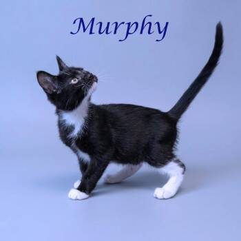Murphy C26-101 -  Domestic Short Hair Cat for Adoption in Lebanon, Tennessee - Murphy C26-101 | PetCurious