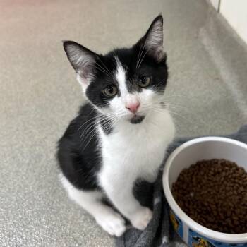 Bookman -  Domestic Short Hair Cat for Adoption in Lynchburg, Virginia - Bookman | PetCurious