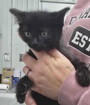 Rescue Domestic Medium Hair Cats for Adoption in Hillsdale, Indiana - Jack | PetCurious