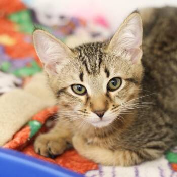 Kinsie -  Domestic Short Hair Cat for Adoption in South Burlington, Vermont - Kinsie | PetCurious