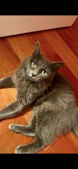 Domestic Short Hair Cats Available for Adoption - Luna | PetCurious