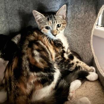 Spurrz -  Domestic Short Hair Cat for Adoption in Bulverde, Texas - Spurrz | PetCurious