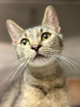 Daisy -  Domestic Short Hair Cat for Adoption in Sherwood, Arkansas - Daisy | PetCurious