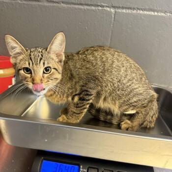 TUSC-Stray-85543_2 -  Domestic Short Hair Cat for Adoption in Tuscaloosa, Alabama - TUSC-Stray-85543_2 | PetCurious