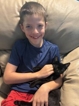 Iron Will -  Domestic Short Hair Cat for Adoption - Iron Will | PetCurious