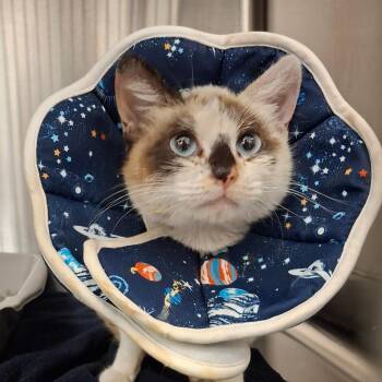 Siamese Cats Available for Adoption in Lakeland, Florida - Mali | PetCurious