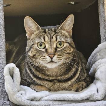 Jane -  Domestic Short Hair Cat for Adoption in Burlington, Ontario - Jane | PetCurious
