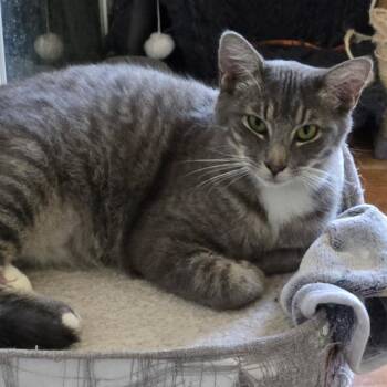Grayson -  Domestic Short Hair Cat for Adoption in West Palm Beach, Florida - Grayson | PetCurious