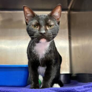 Bambi -  Domestic Short Hair Cat for Adoption in Monticello, Illinois - Bambi | PetCurious