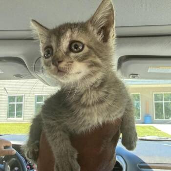 Blueberry Meatloaf -  Domestic Short Hair Cat for Adoption in Greensboro, North Carolina - Blueberry Meatloaf | PetCurious