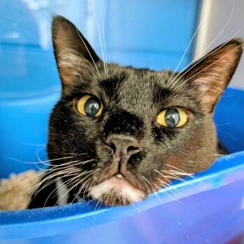 Ratchet -  Domestic Short Hair Cat for Adoption in Huntsville, Alabama - Ratchet | PetCurious