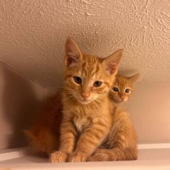 Trusty -  Domestic Short Hair Cat for Adoption in Lyndhurst, Virginia - Trusty | PetCurious