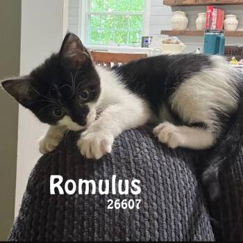 Romulus -  Domestic Short Hair Cat for Adoption in Oak Ridge, Tennessee - Romulus | PetCurious