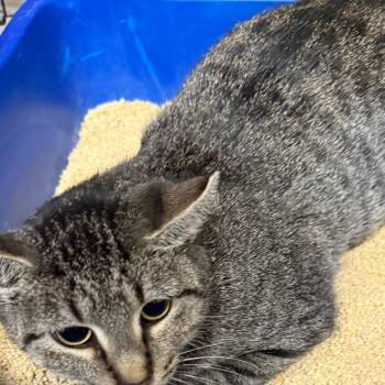 Kylie -  Domestic Short Hair Cat for Adoption in Normal, Illinois - Kylie | PetCurious