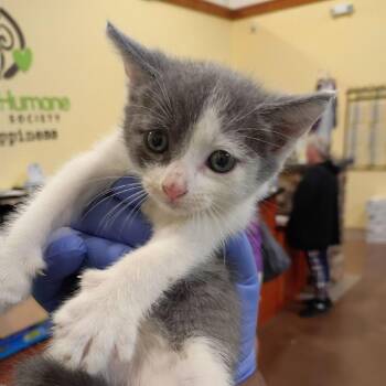 Peter Parker -  Domestic Short Hair Cat for Adoption in Lynchburg, Virginia - Peter Parker | PetCurious