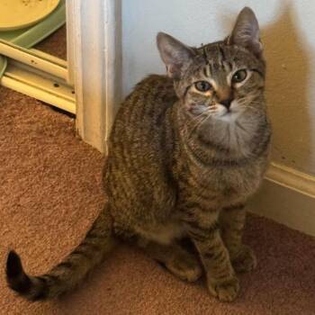 Leopard -  Domestic Short Hair Cat for Adoption in Brevard, North Carolina - Leopard | PetCurious