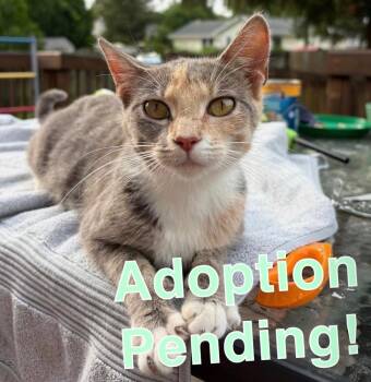 Whiskers Ott -  Domestic Short Hair and Calico Cat for Adoption in Poplar Grove, Illinois - Whiskers Ott | PetCurious