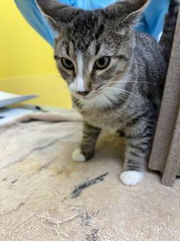 Banjo -  Domestic Short Hair Cat for Adoption in Raleigh, North Carolina - Banjo | PetCurious