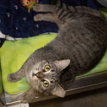 Rescue Domestic Short Hair Cats for Adoption in Wilmington, North Carolina - Carla | PetCurious
