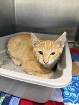 Carrot -  Domestic Short Hair Cat for Adoption in Lafayette, Indiana - Carrot | PetCurious