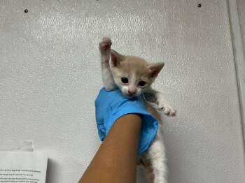 Domestic Short Hair Cats Available for Adoption in San Bernardino, California - A591678 | PetCurious