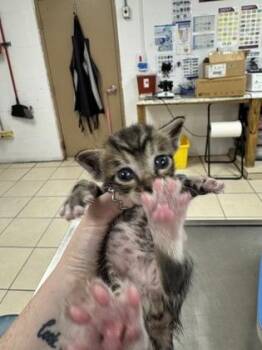 Spanky -  Domestic Short Hair Cat for Adoption in Largo, Florida - Spanky | PetCurious