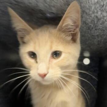 Merlin -  Domestic Short Hair Cat for Adoption in Greenville, South Carolina - Merlin | PetCurious