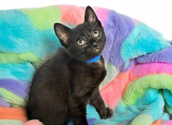 Domestic Short Hair Cats Available for Adoption in Fort Lauderdale, Florida - JACK | PetCurious