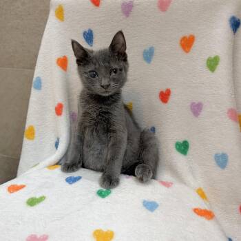 Chippy -  Domestic Short Hair and Russian Blue Cat for Adoption in Mastic, New York - Chippy | PetCurious