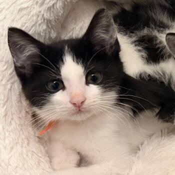 Dr. Orange -  Domestic Short Hair Cat for Adoption in Georgetown, Kentucky - Dr. Orange | PetCurious