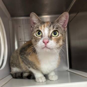 Natasha -  Domestic Short Hair Cat for Adoption in Corpus Christi, Texas - Natasha | PetCurious