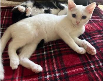 Coconut -  Domestic Short Hair Cat for Adoption in Ashland, Kentucky - Coconut | PetCurious