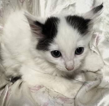 Hyde -  Domestic Long Hair Cat for Adoption in Port Washington, Wisconsin - Hyde | PetCurious