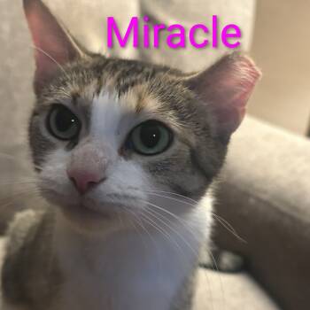 Rescue Domestic Short Hair Cats for Adoption in Carmel, Indiana - Miracle | PetCurious