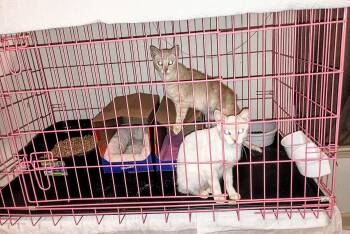 PINKIE -  Domestic Short Hair Cat for Adoption in Ridgeland, Mississippi - PINKIE | PetCurious