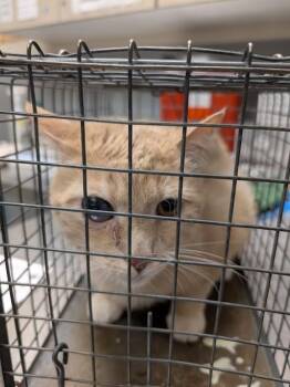 Domestic Short Hair Cats Available for Adoption in Las Vegas, Nevada - TATER TOT | PetCurious