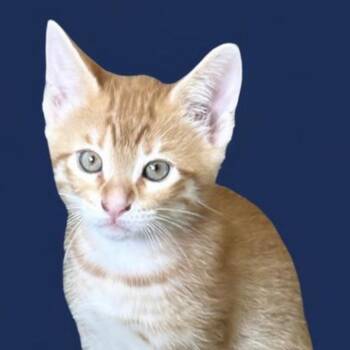 Domestic Short Hair Cats Available for Adoption in Folsom, Louisiana - Zane | PetCurious