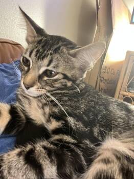 Domestic Short Hair Cats Available for Adoption in Riverside, California - Dumpling | PetCurious