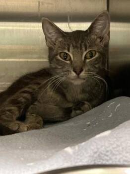 Choo Choo -  Domestic Short Hair Cat for Adoption in Fort Worth, Texas - Choo Choo | PetCurious