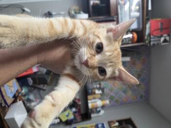 Rescue Domestic Short Hair Cats for Adoption in Schertz, Texas - Marlo Mustang | PetCurious