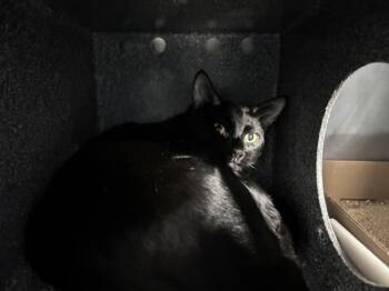 Cromwell -  Domestic Short Hair Cat for Adoption in New York, New York - Cromwell | PetCurious