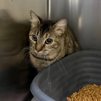 Rescue American Shorthair Cats for Adoption in Galveston, Texas - Shrimp | PetCurious