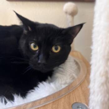 Jesse -  Domestic Short Hair Cat for Adoption in Las Vegas, Nevada - Jesse | PetCurious