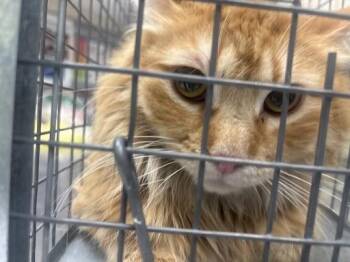 Domestic Long Hair Cats Available for Adoption - GARFIELD | PetCurious