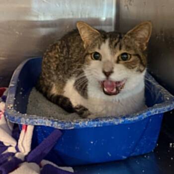 Tabby and Domestic Short Hair Cats Available for Adoption in Antioch, California - Echo | PetCurious