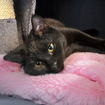 Domestic Short Hair Cats Available for Adoption - Holly | PetCurious