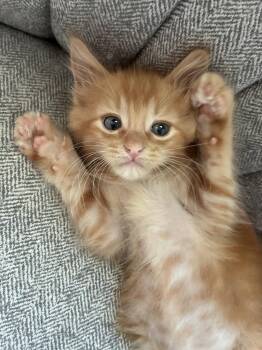 Oboe -  Domestic Short Hair Cat for Adoption in Social Circle, Georgia - Oboe | PetCurious