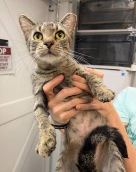 Domestic Short Hair Cats Available for Adoption in Pierceton, Indiana - Millie | PetCurious