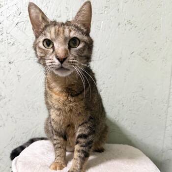 Domestic Short Hair Cats Available for Adoption in Cumming, Georgia - Strudel | PetCurious